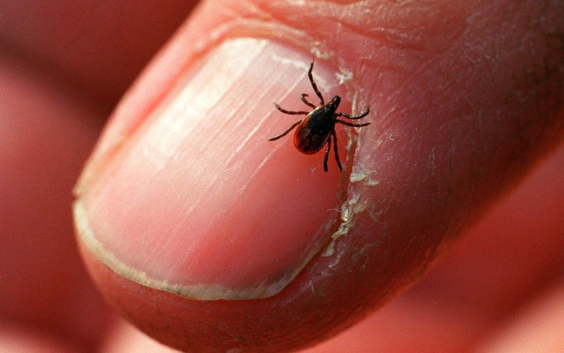 Doctor warns of increase in tick-borne illnesses this summer