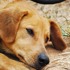 At least 117 dead dogs found in 'horrific scene' at California 'no-kill' shelter
