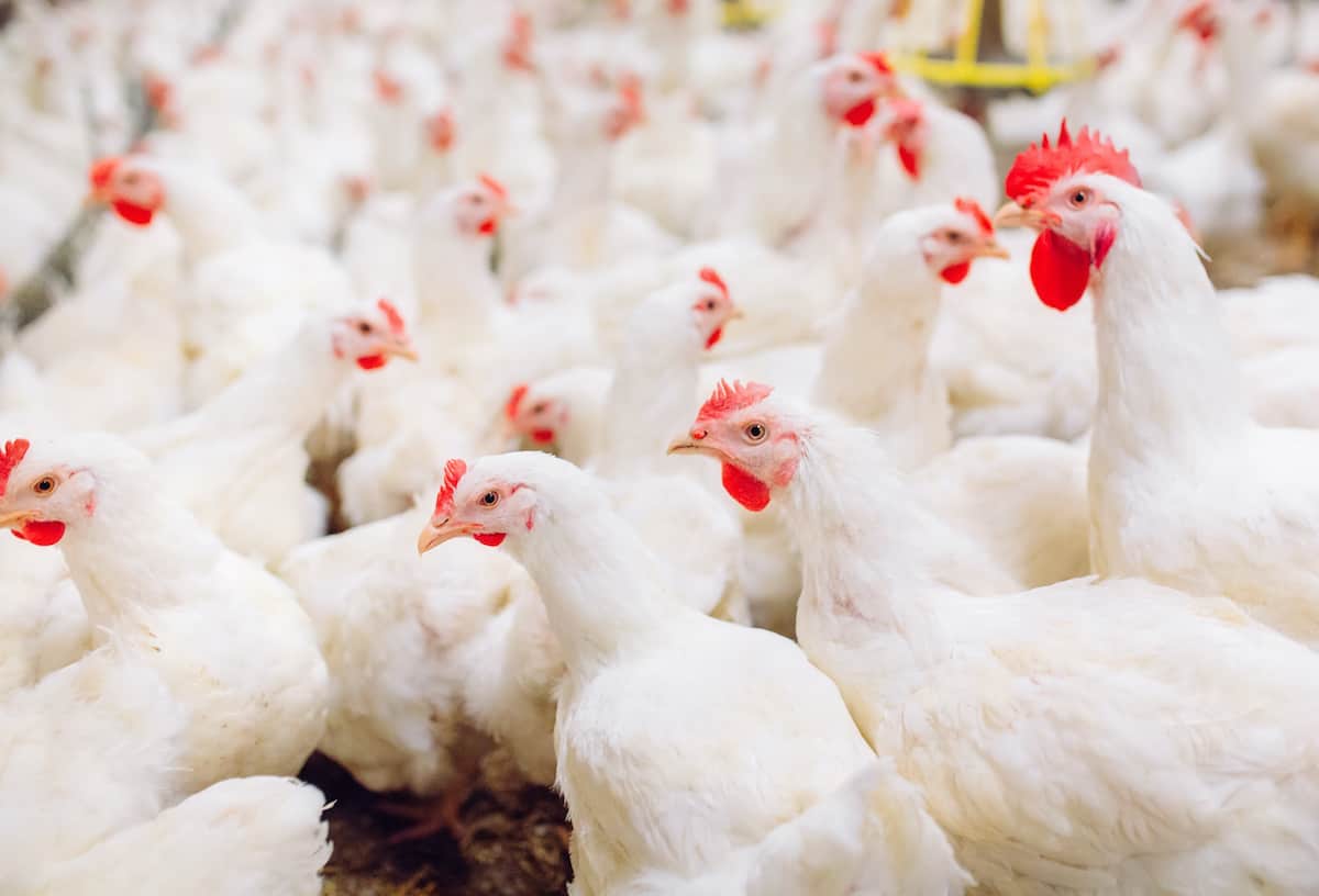 One veto spurs chicken fight in The Wolverine State