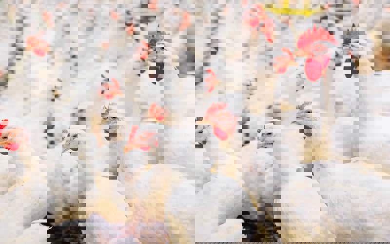 One veto spurs chicken fight in The Wolverine State