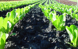 Find contentment where you're planted, don't tend a garden of ungratefulness