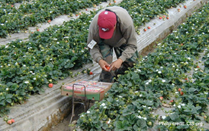 How deportations help American workers