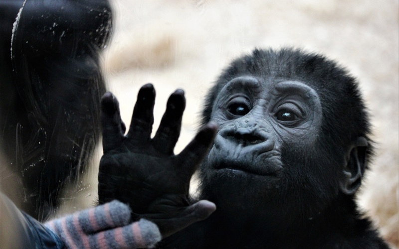 Hoax calls prompt evacuations and closures at several US zoos
