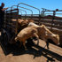 Mexico resumes livestock sales to US under tight controls over screwworm risk