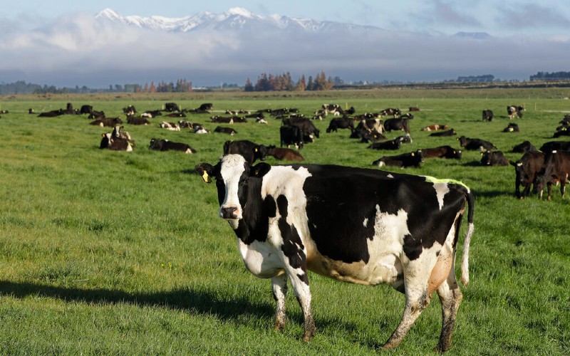 Texas Ag. Commissioner proposes alternate plan to Trump's Argentine beef import