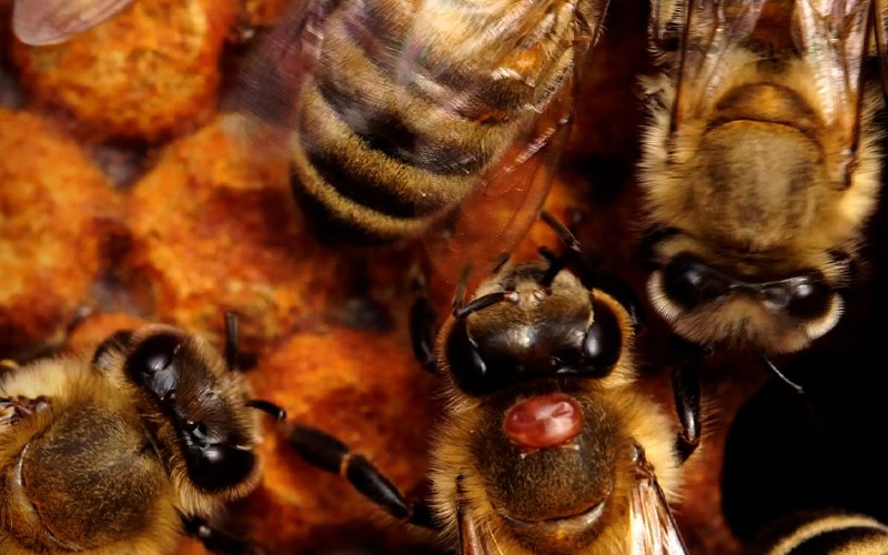 Honeybee populations on the decline