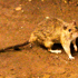 A suspected hantavirus outbreak on a cruise ship in the Atlantic Ocean kills 3 people, WHO says